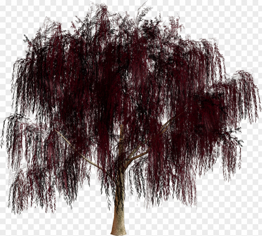 Trees Tree Forest Park Clip Art PNG
