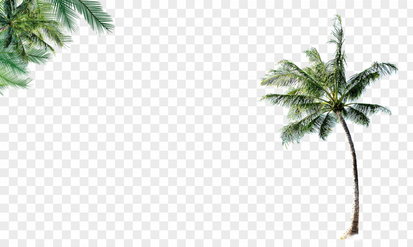 Coconut Tree Leaf Beach PNG