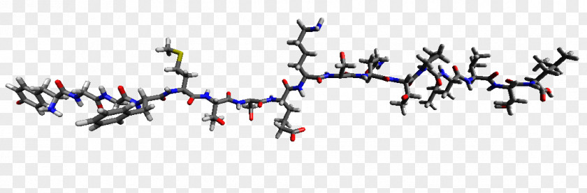 Endorphins Beta-Endorphin Gamma-Endorphin Alpha-Endorphin Peptide PNG