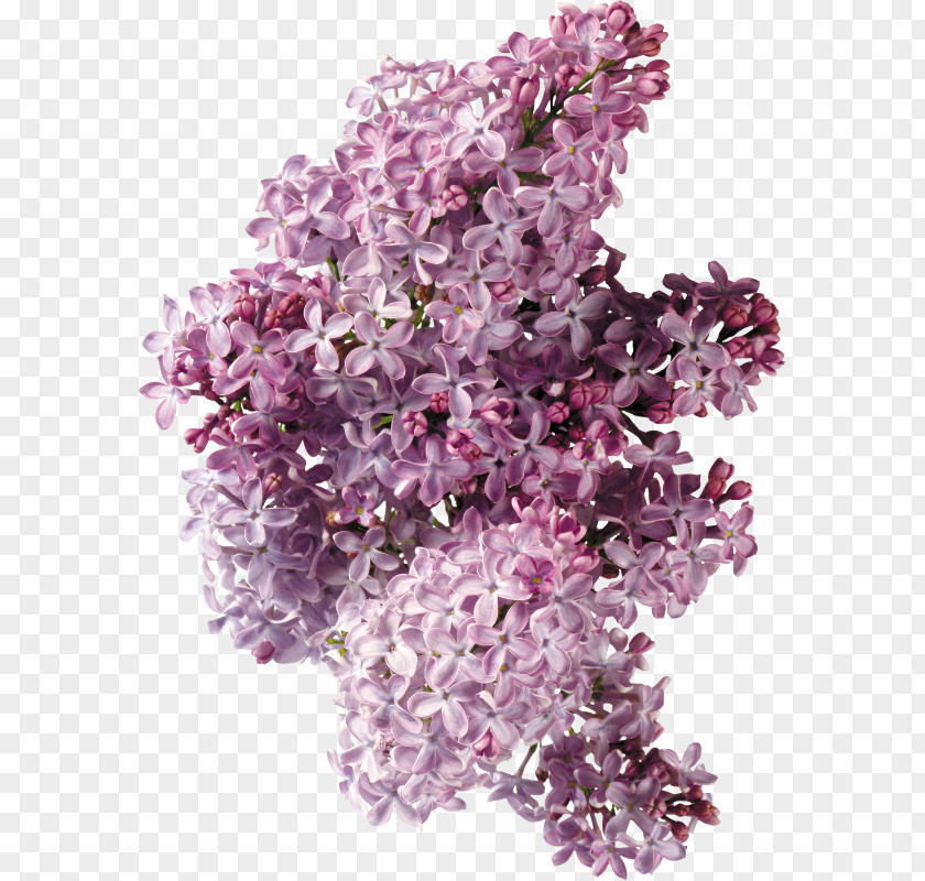 Lilac Flower Phlox Clip Art PNG