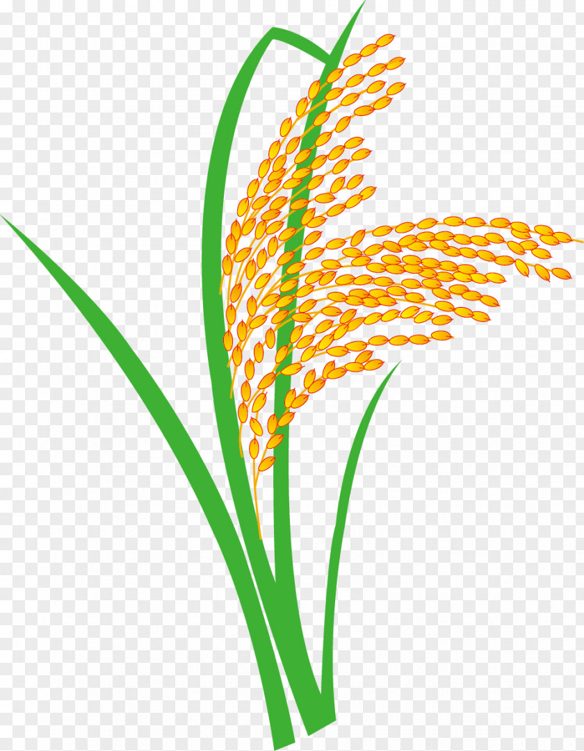 Paddy,Rice,Rice,Hedao Nian Gao Rice Oryza Sativa Paddy Field PNG