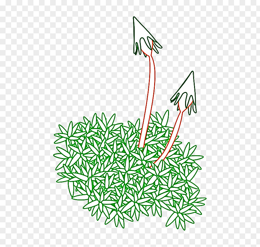 Plant Grass Line Art Vascular PNG