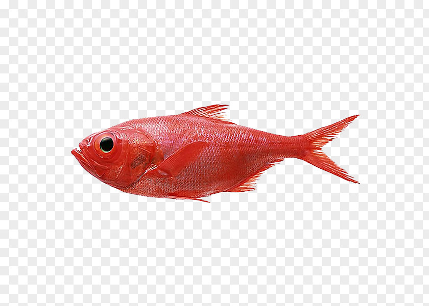 Red Fish Material Northern Snapper Redfish Splendid Alfonsino PNG