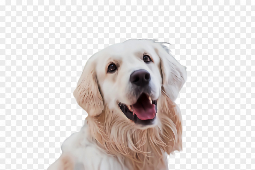 Smile Rare Breed Dog And Cat PNG