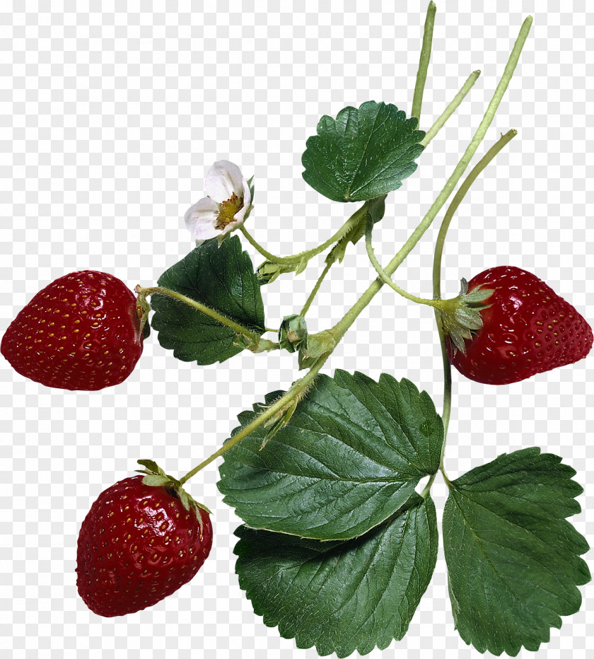 Strawberry The Encyclopedia Of Healing Foods Amazon.com Natural Medicine Nutrition Health PNG