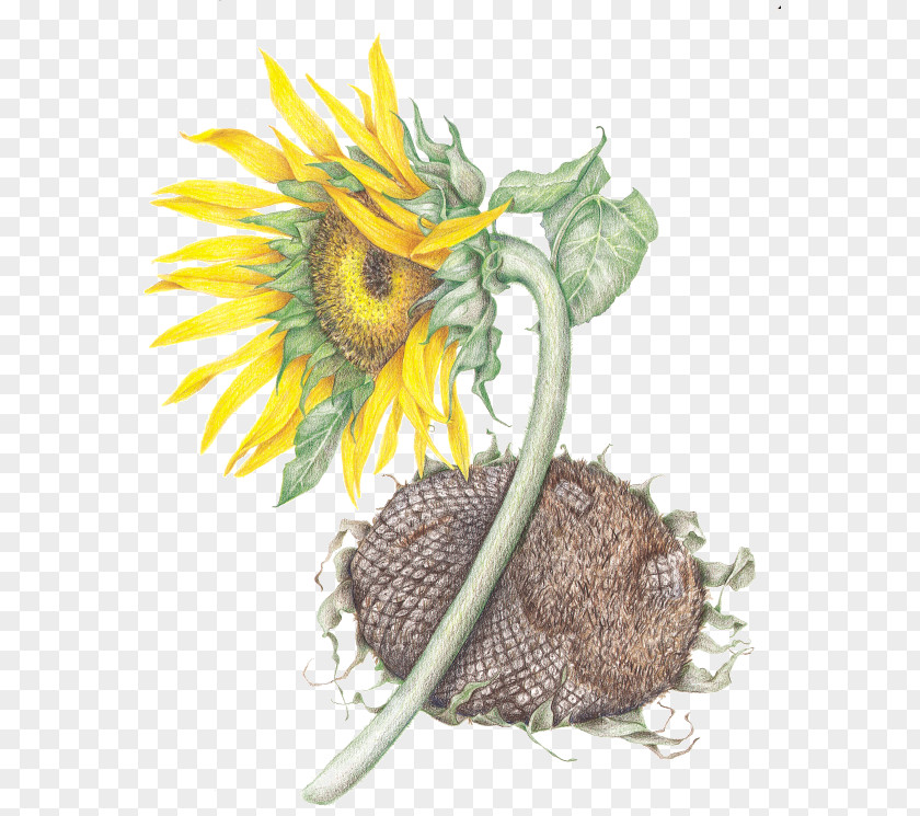 Sunflower Leaf Common Seed Daisy Family PNG