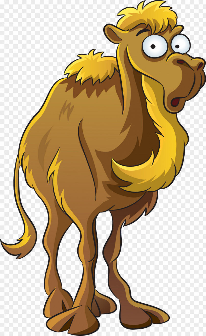 Dromedary Cartoon Royalty-free Clip Art PNG