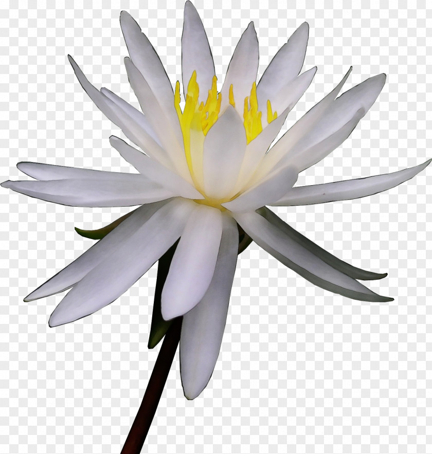 Plant Stem Wildflower White Lily Flower PNG