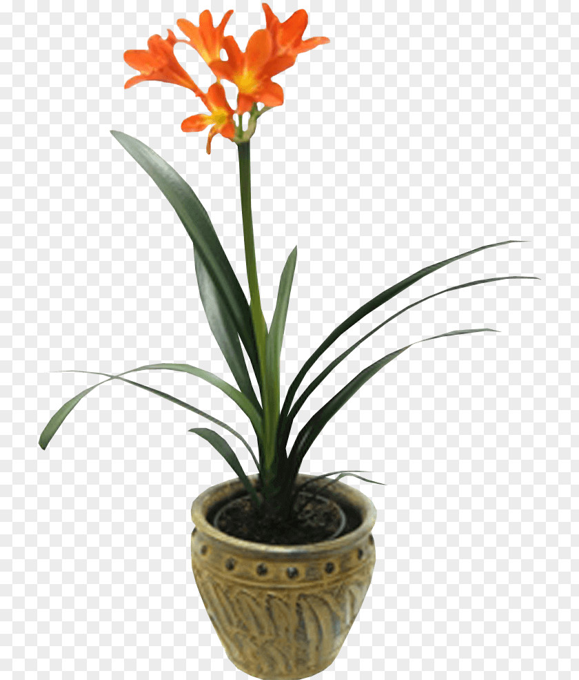 Plants Houseplant Bush Lily Orchids Widow's-thrill PNG