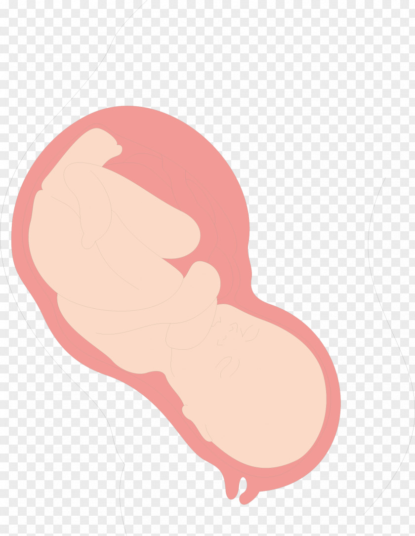 Womb Baby Uterus Clip Art PNG