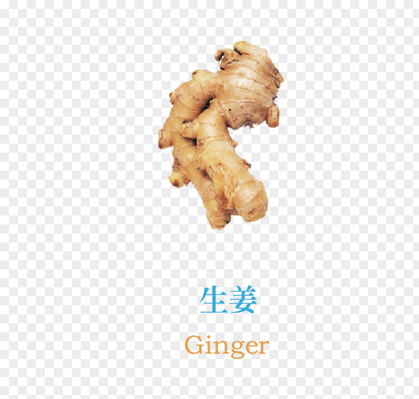 Ginger Cancer Food Neoplasm Vegetable PNG