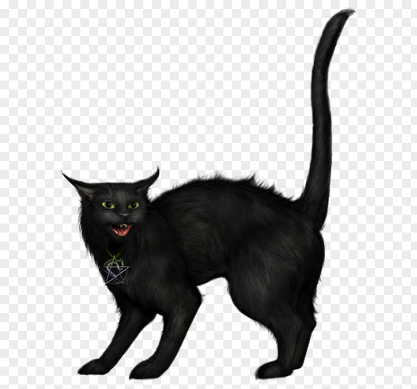 Halloween Black Cat Pictures Clip Art PNG