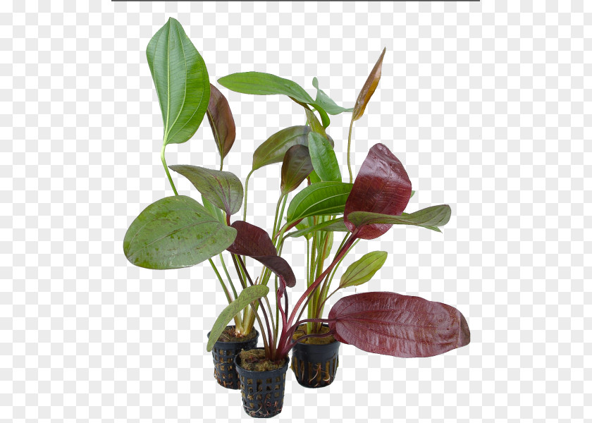 Leaf Flowerpot Houseplant Plant Stem Herb PNG