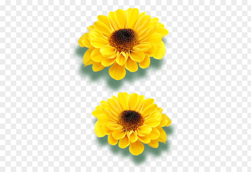 Sunflower Transvaal Daisy Common Raster Graphics PNG