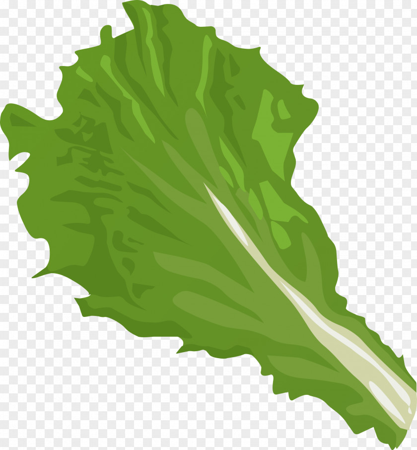 Big Leaves Cliparts Iceberg Lettuce Romaine Vegetable Clip Art PNG