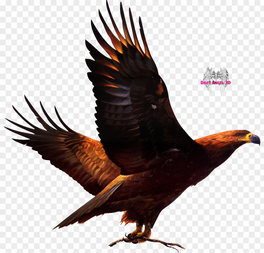 Eagle Bird Of Prey Ronda United States Accipitriformes PNG