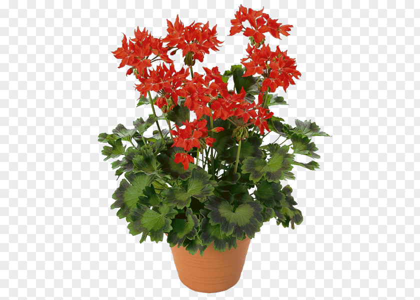 Flower Pelargonium Zonale Garden Geranium Best Geraniums Floristry PNG