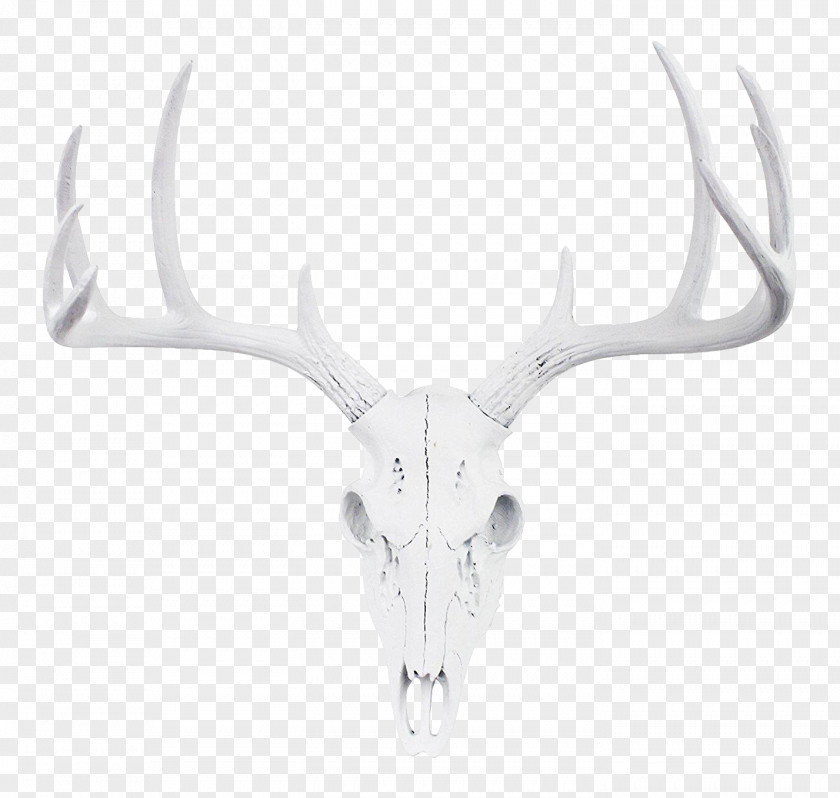 Large Deer Head Reindeer White-tailed Antler Roe PNG