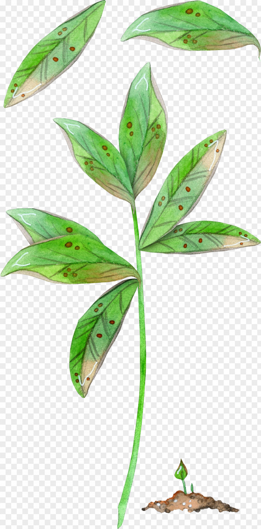 Leaves Clipart Leaf Plant Stem PNG