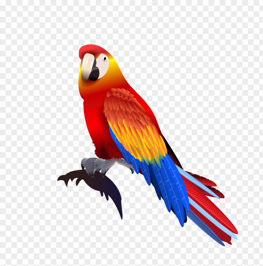 Parrot Macaw PNG