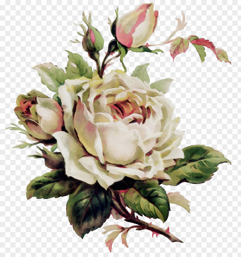 Pink Plant Garden Roses PNG