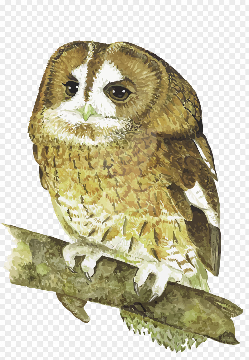 Vector Owl Bird PNG