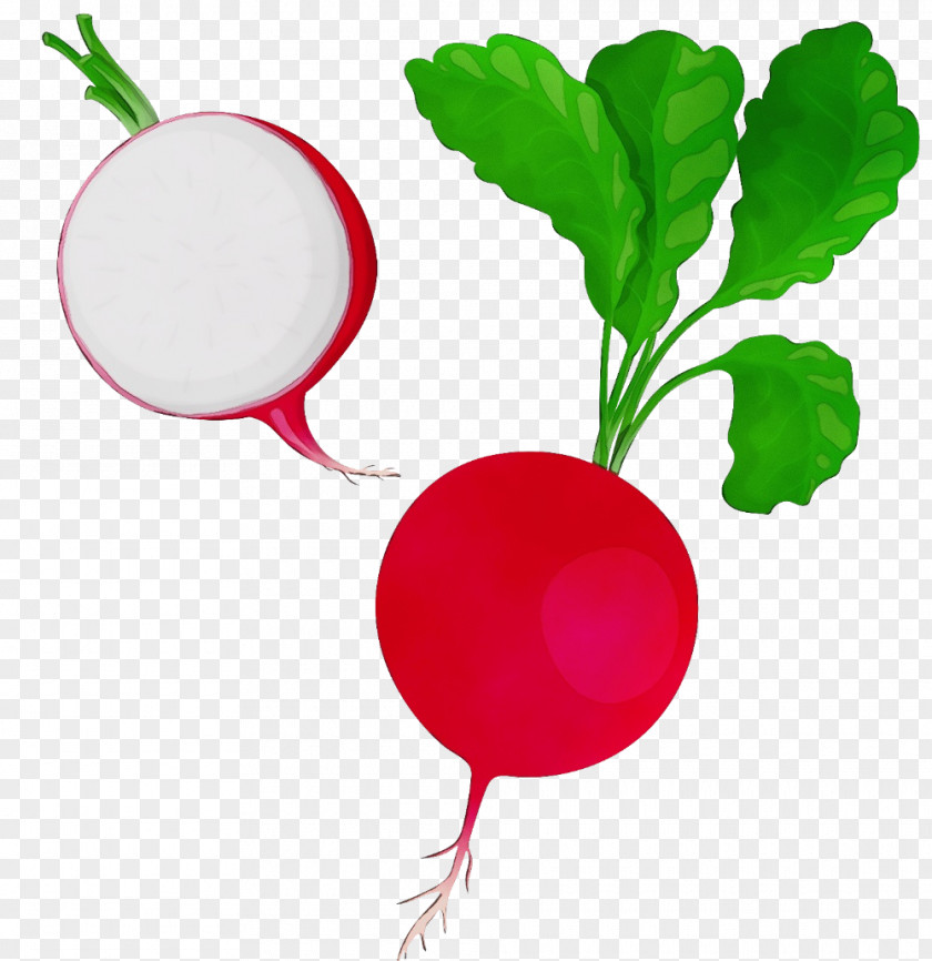 Vegetable Beetroot Radish Flower Fruit PNG