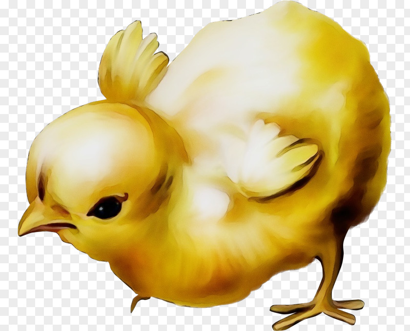 Yellow Chicken Bird Beak PNG