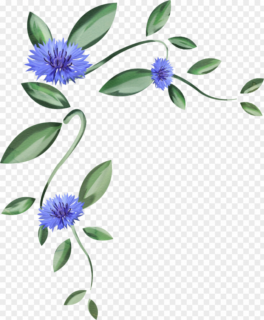Agapanthus Frame Floral Design Plant Stem Flowering Branching PNG