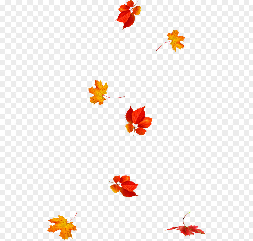 Autumn Leaves Leaf Animation Photography PNG