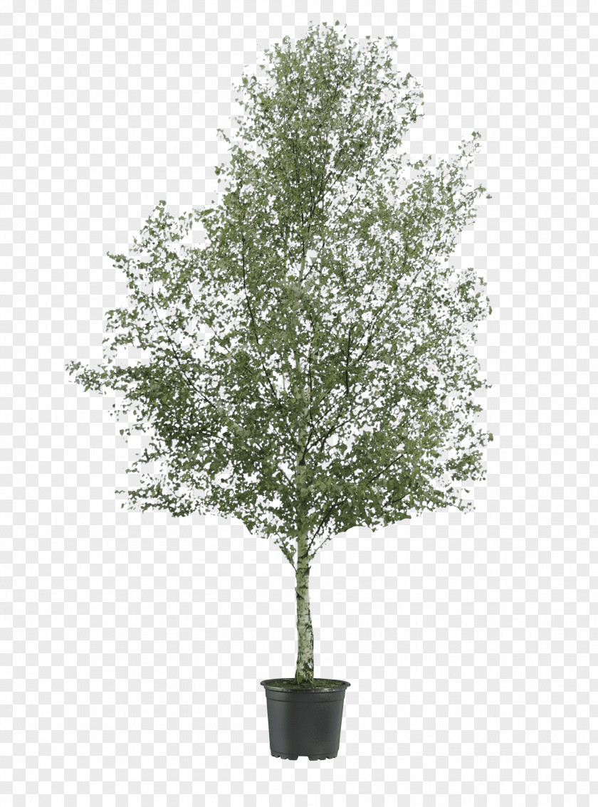 Birch Silver Tree Oak River Shrub PNG