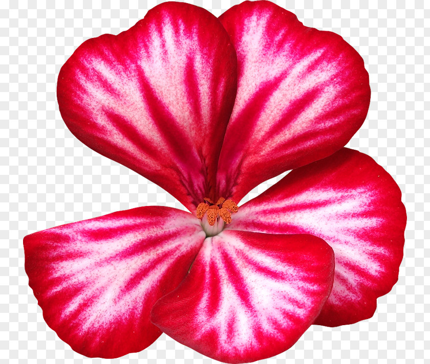 Hibiscus Flower Petal PNG