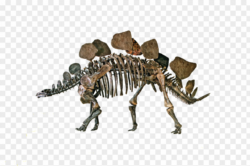 Teachers Day Natural History Museum Of Los Angeles County Stegosaurus Dinosaur La Brea Tar Pits Ankylosaurus PNG