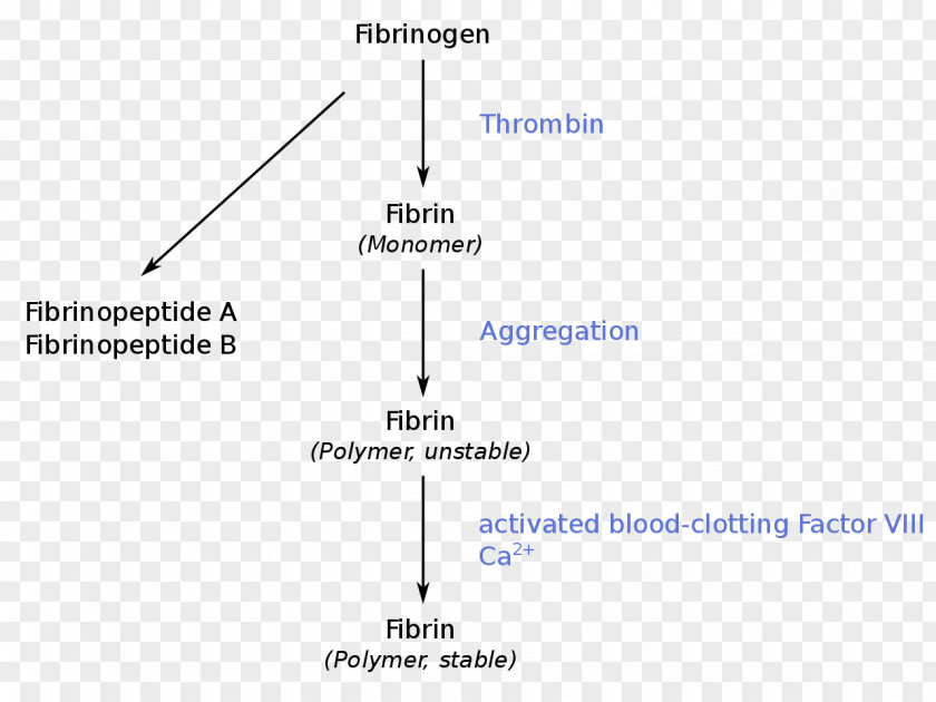 Blood Fibrinogen Thrombin Coagulation Thrombus PNG