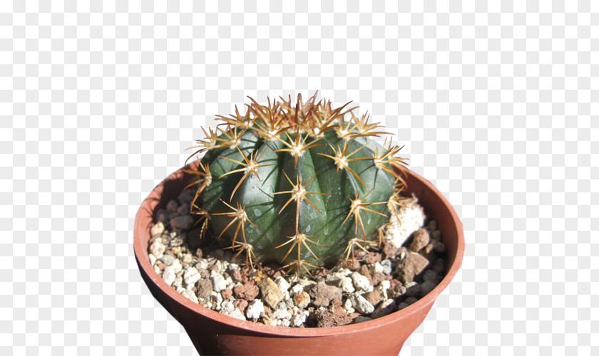 Cactaceae San Pedro Cactus Prickly Pear Flowerpot Strawberry Hedgehog PNG