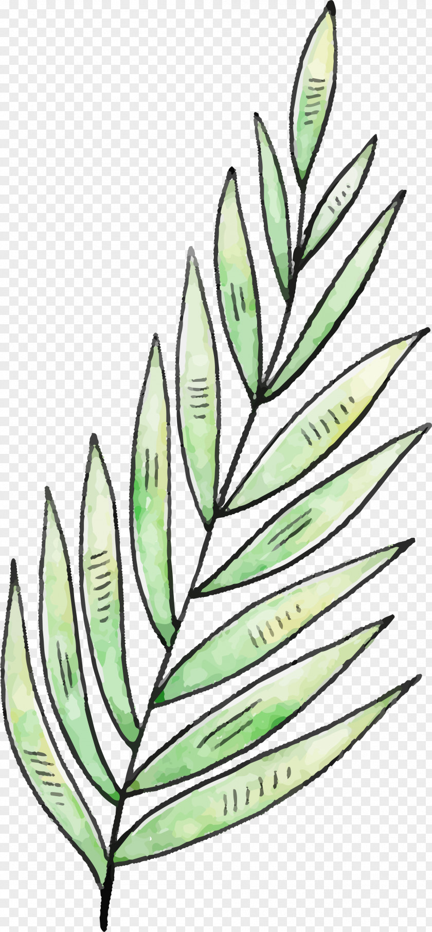 Hand Painted Green Leaves, Grass Watercolor Painting PNG