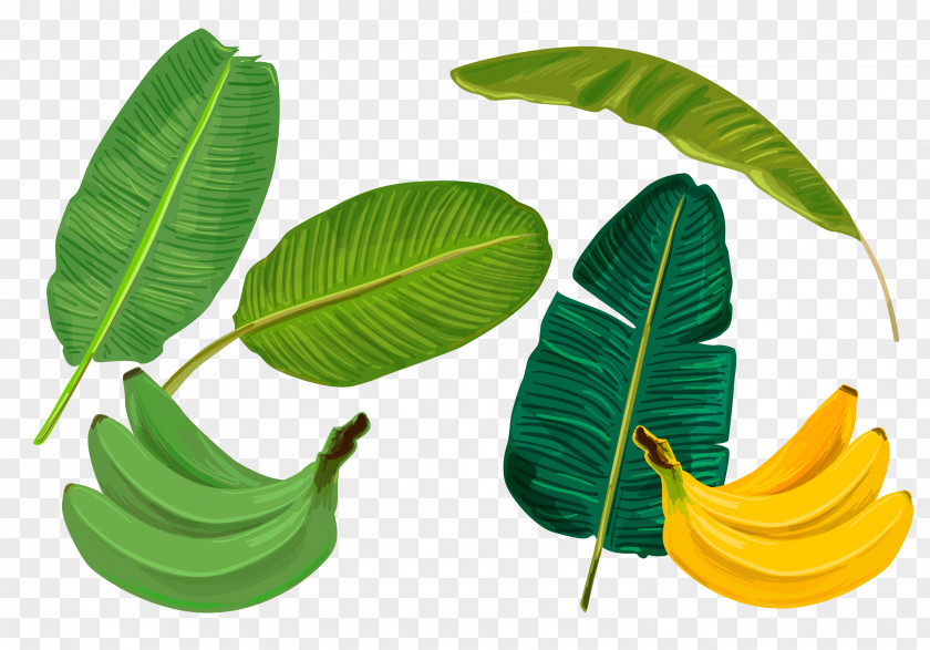 Vector Green Banana Leaf Sadhya PNG