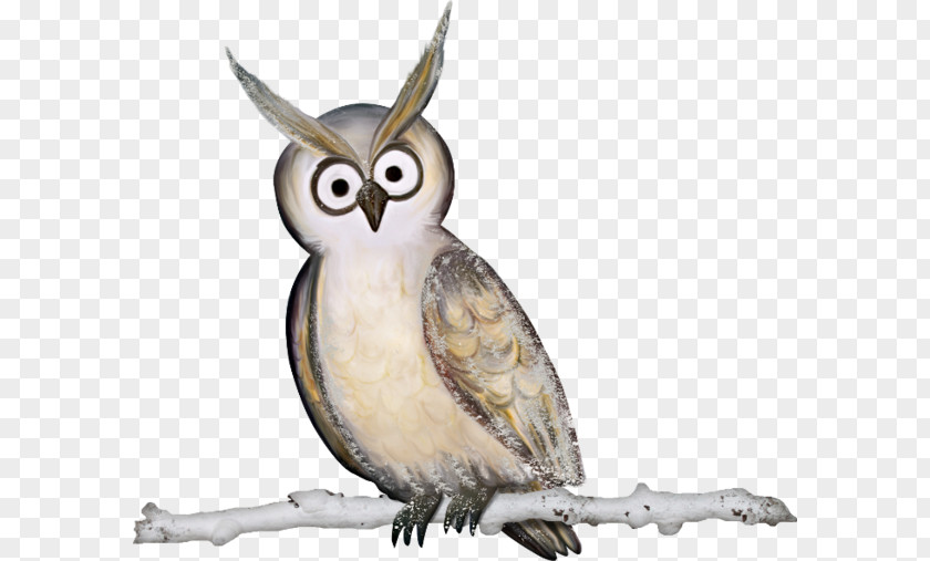 An Owl Bird PNG