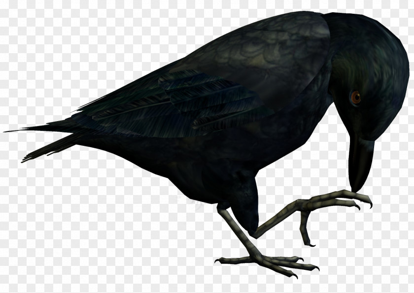 Bird New Caledonian Crow American Rook PNG