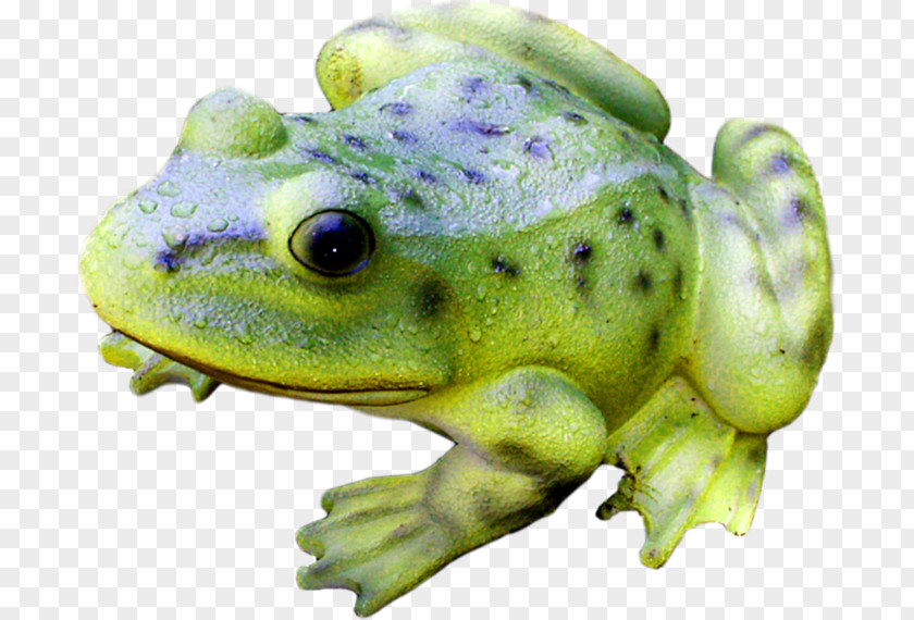 Frog American Bullfrog Tree Terrestrial Animal PNG