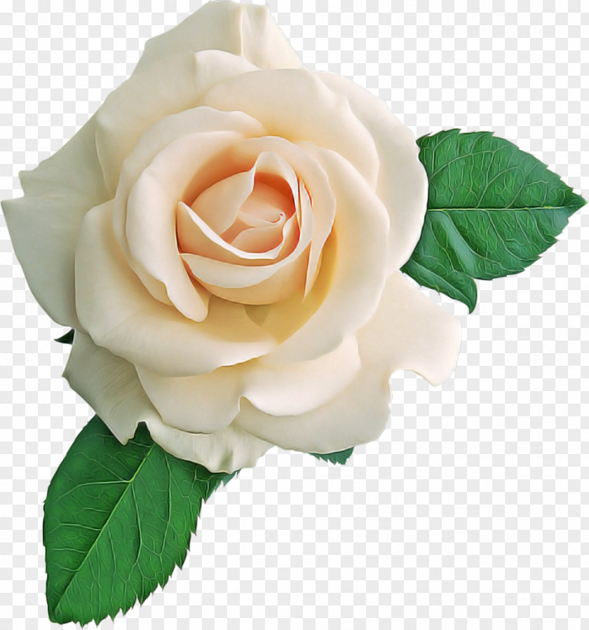 Garden Roses PNG