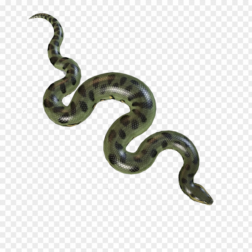 Grass Snake Colubridae Green Background PNG