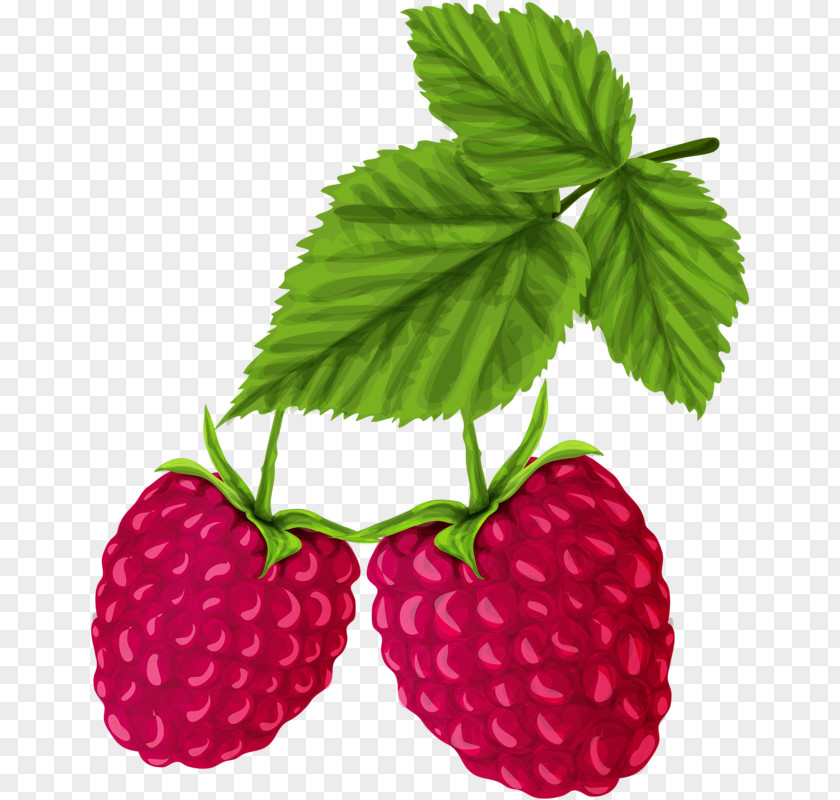 Hand-painted Strawberry Red Raspberry Drawing PNG