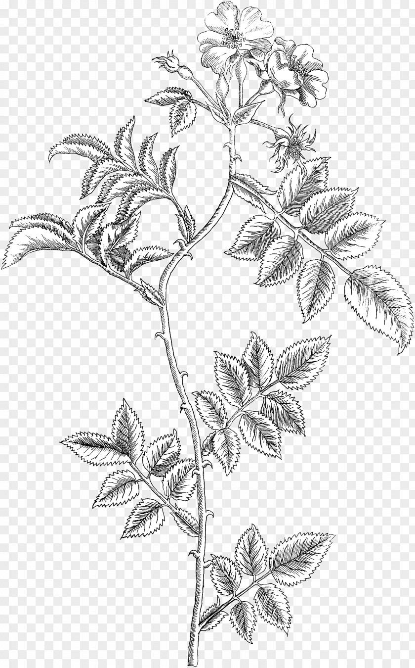 Leaf Twig Plant Stem Line Art Sketch PNG