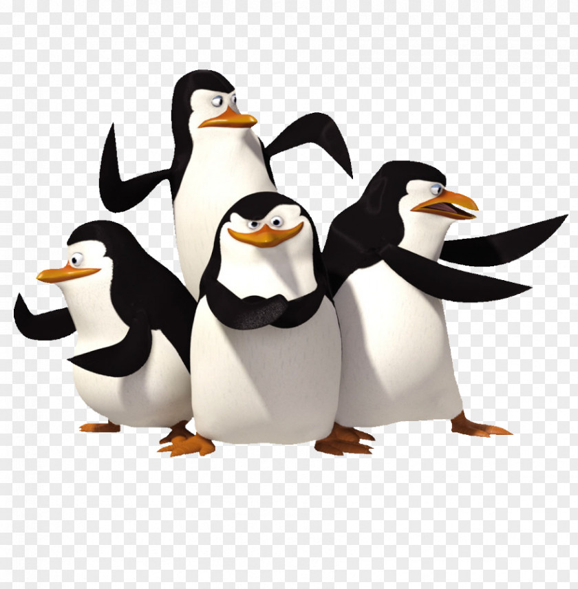 Penguin Antarctica Madagascar DreamWorks Animation PNG