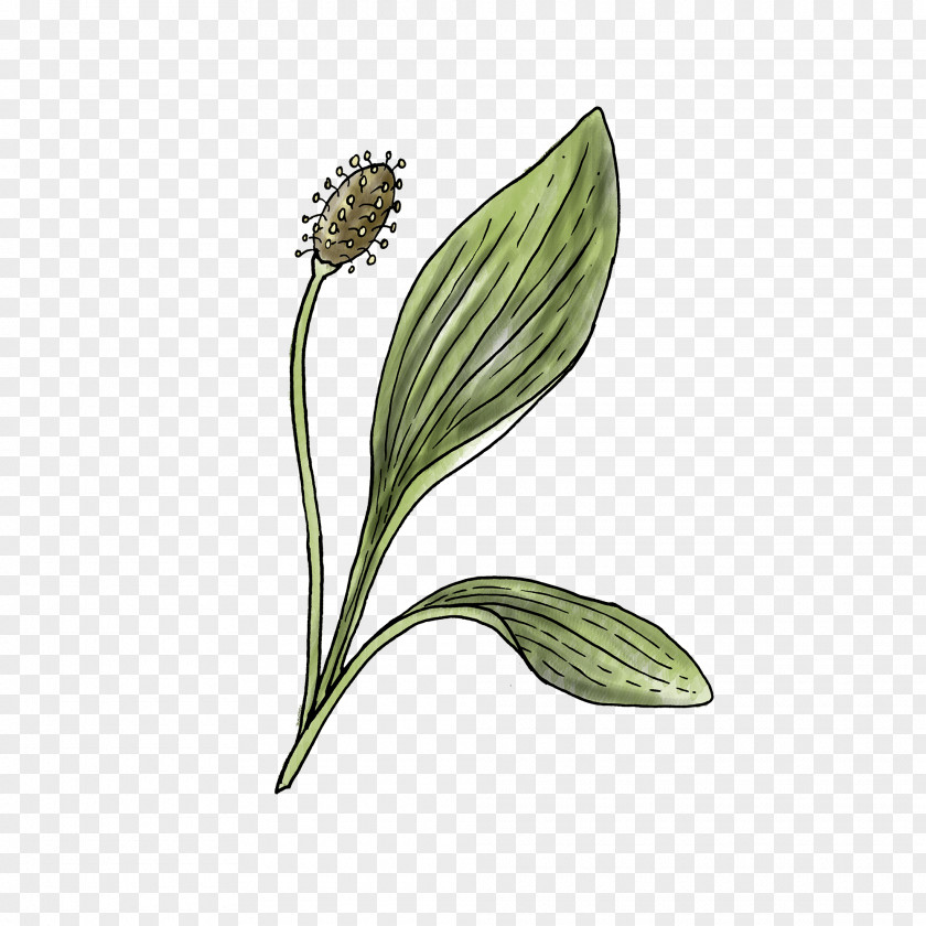 Plant Stem Plantago Flower Flowering Ribwort Leaf PNG