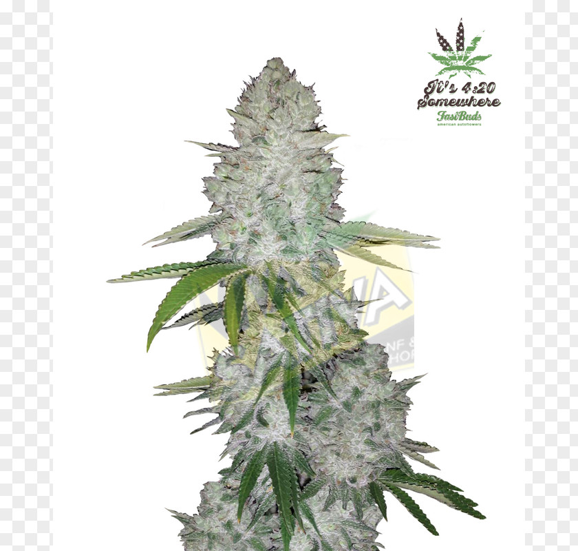 Sativa Gorilla Glue Autoflowering Cannabis Seed White Widow Marijuana PNG