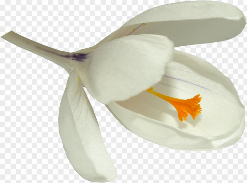 White Flowers Flower Petal March 6 7 PNG