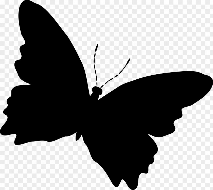 Butterfly Silhouette Drawing Clip Art PNG