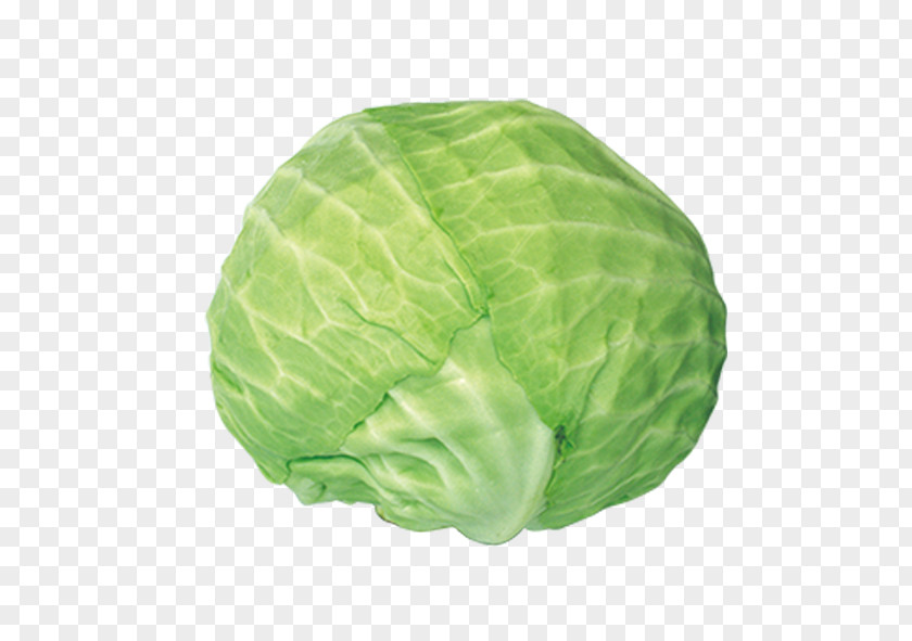 Cabbage Savoy Vegetable PNG